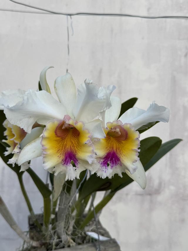 Rhycholaeliacattleya Pietro Tosi