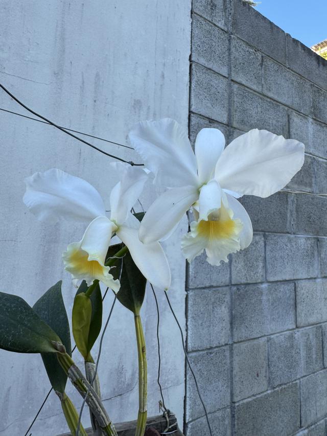 Cattleya Henrietta Japhet