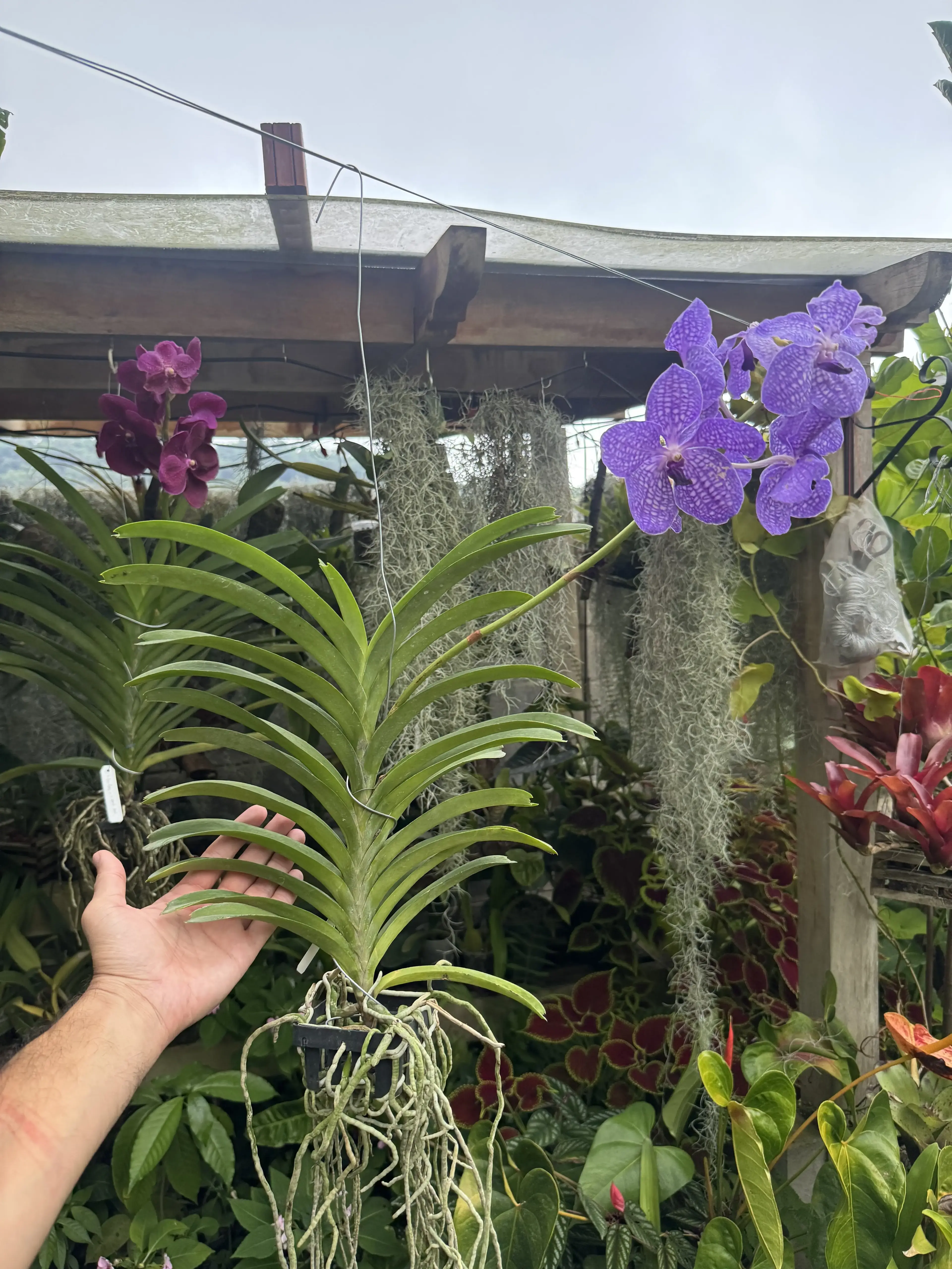 Vanda Tips