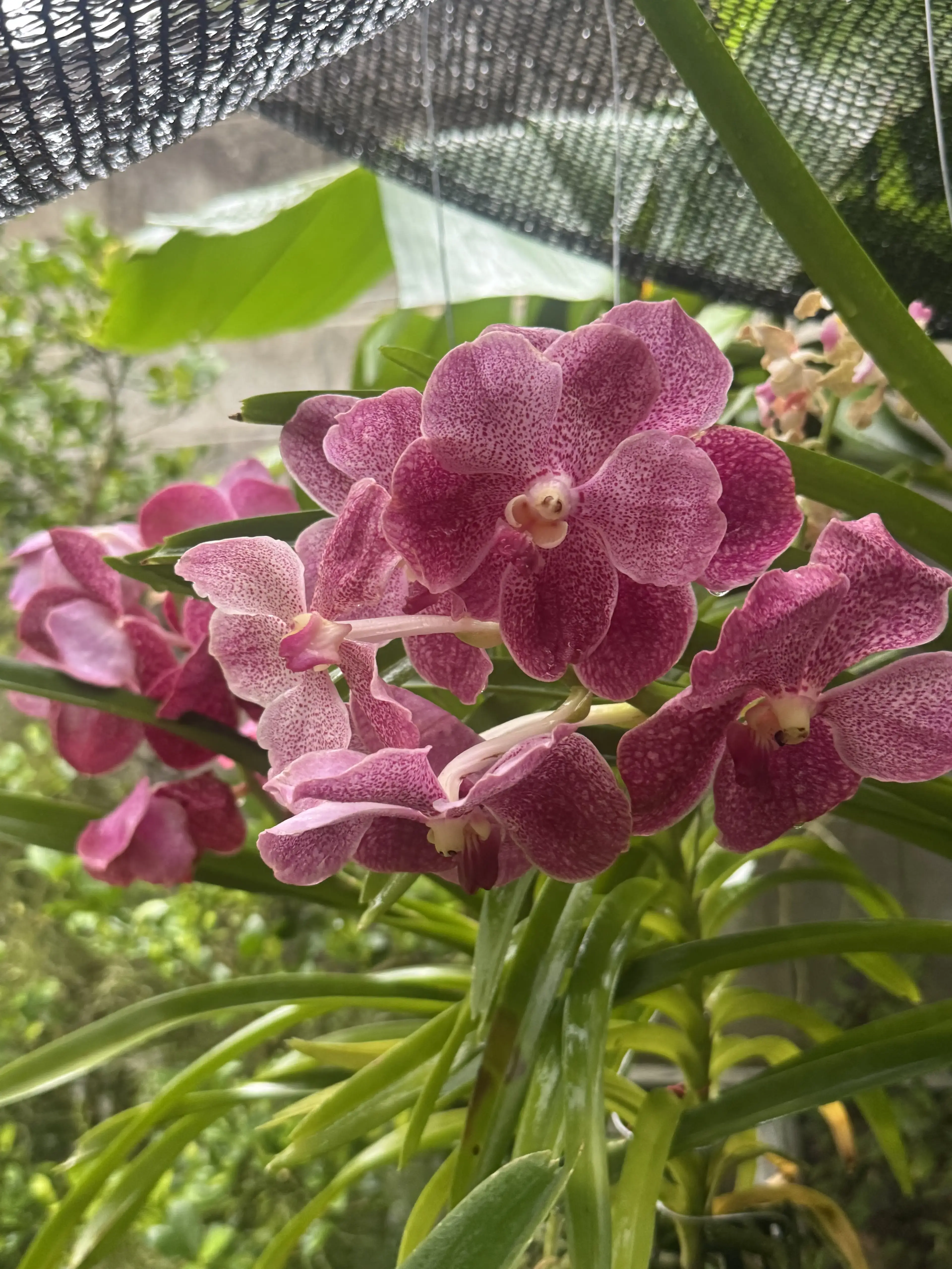 Vanda Tips