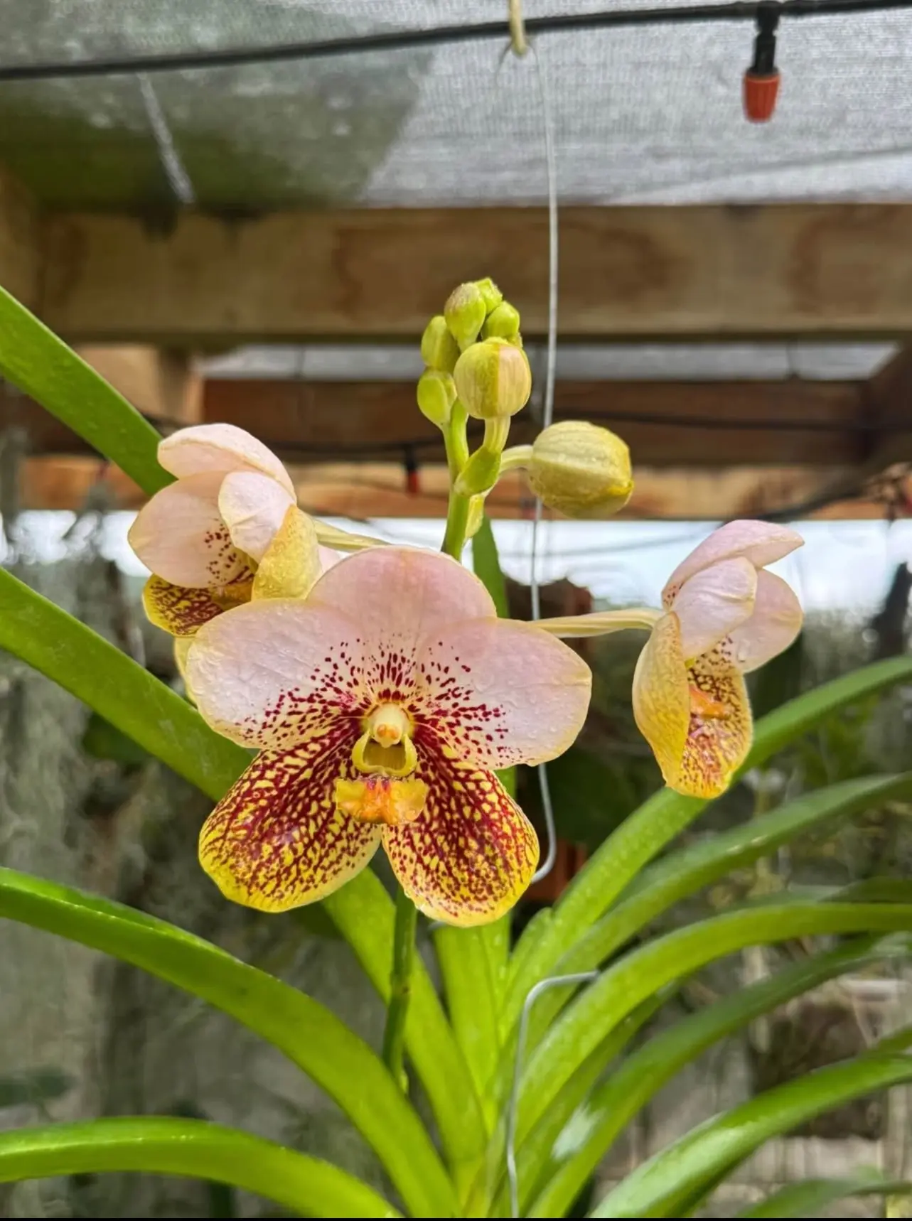 Vanda Orchids