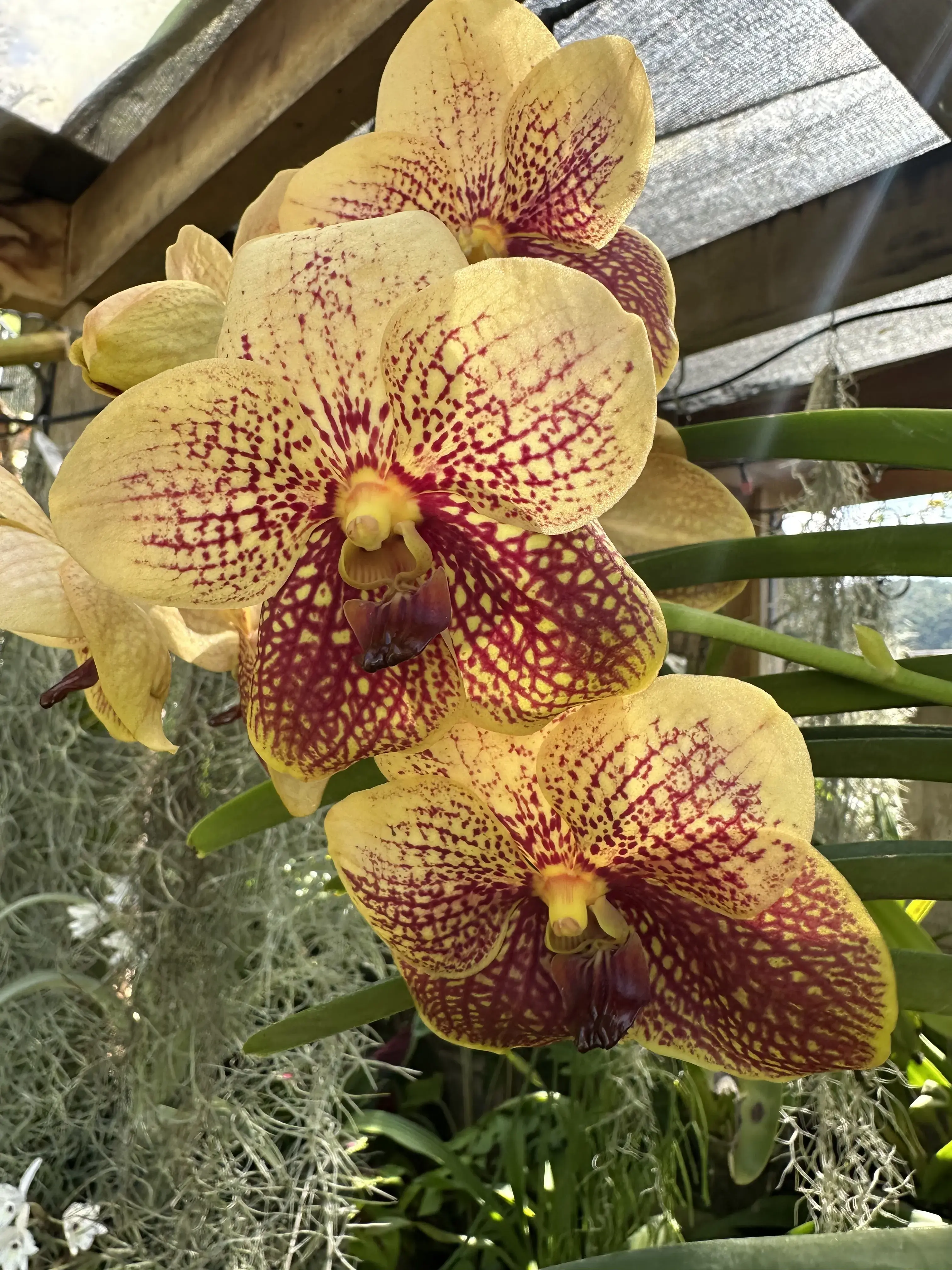 Vanda Orchids