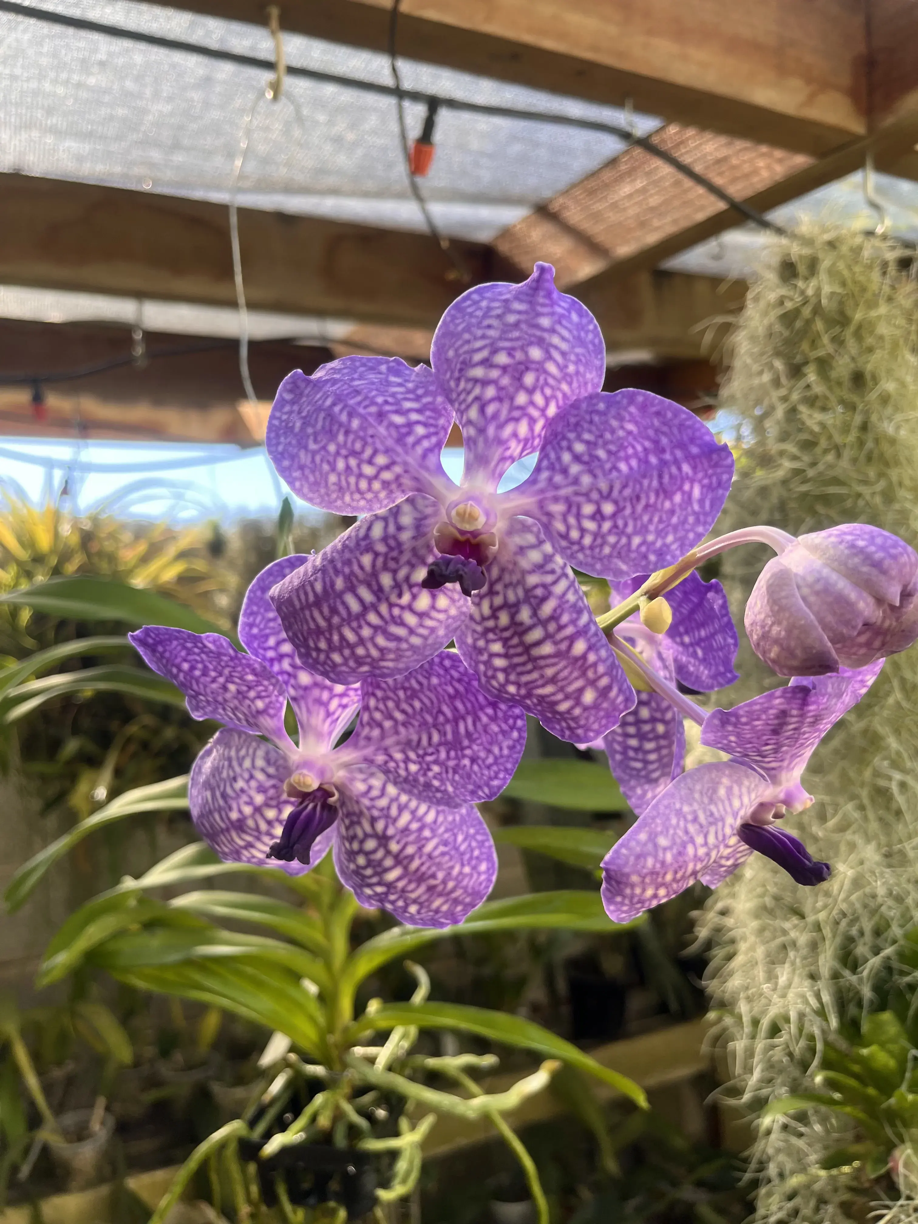 Vanda Orchids