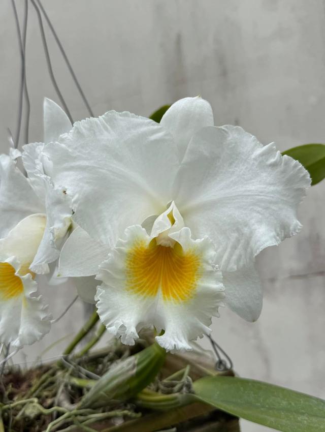 Brassolaeliocattleya Pastoral Innocence