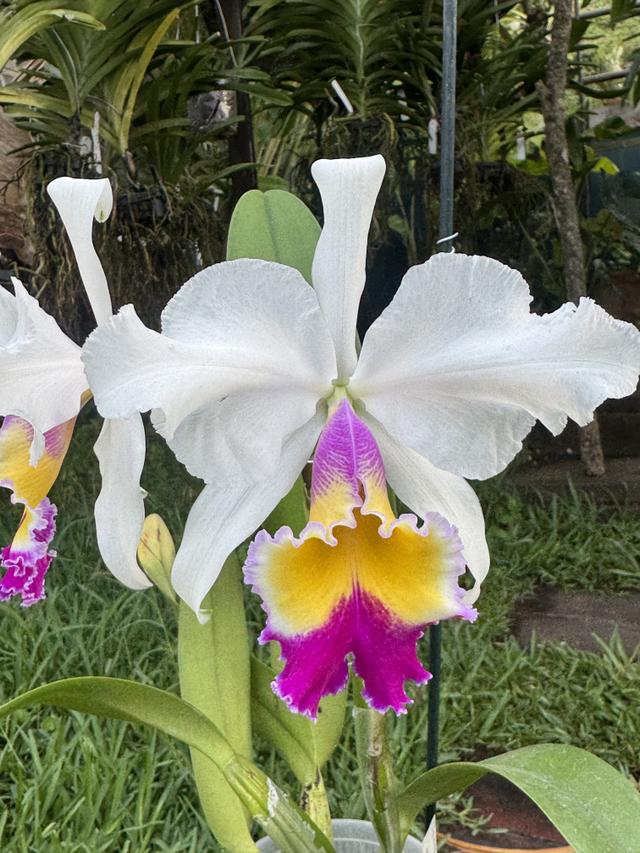 Cattleya Hardyana var. semi-alba 
