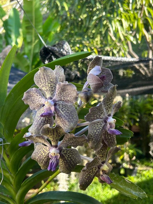 Vanda Tamiami Blues x sib