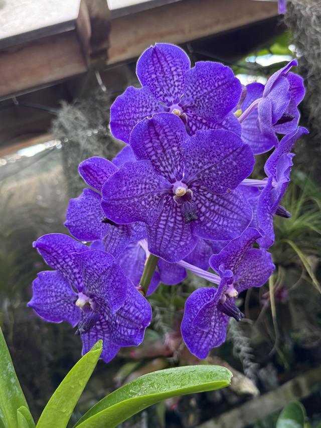 Vanda Banjong Sky Blue 'Preecha'