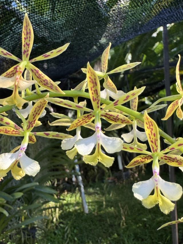 Epidendrum stamfordianum