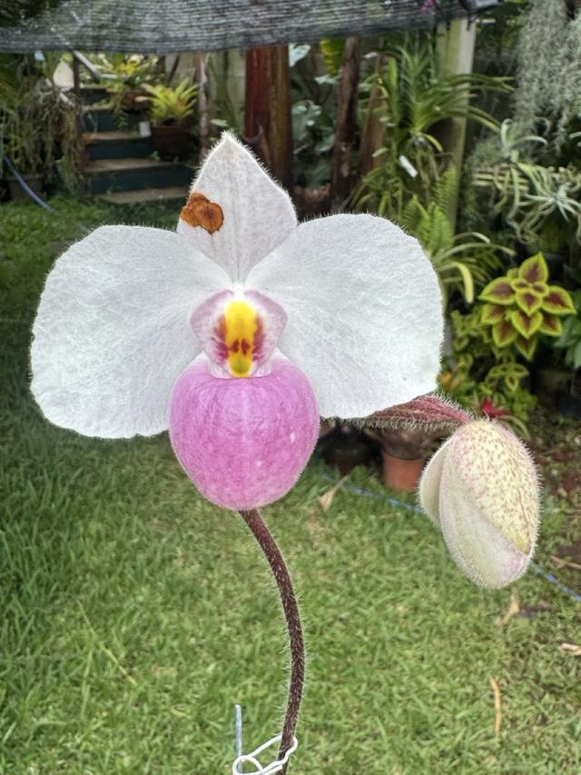 Paphiopedilum delenatii