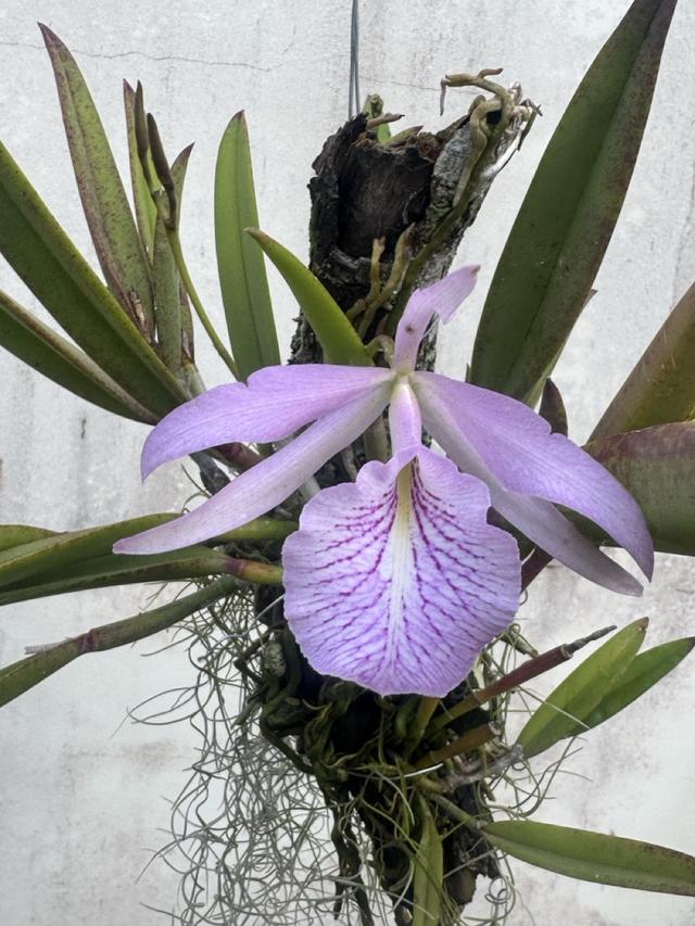 Brassocattleya Morning Glory