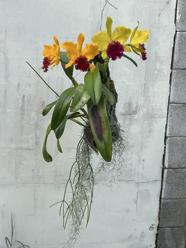 Brassolaeliocattleya Terri Henderson 'Barbara'