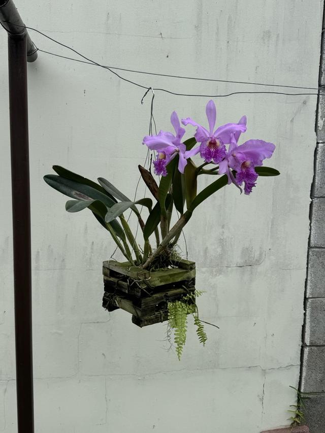 Cattleya Carmen