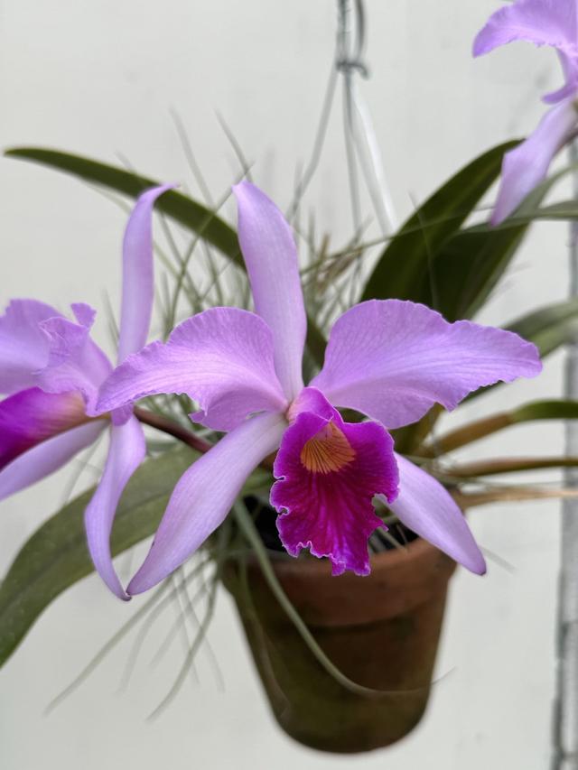 Cattleya Canhamiana