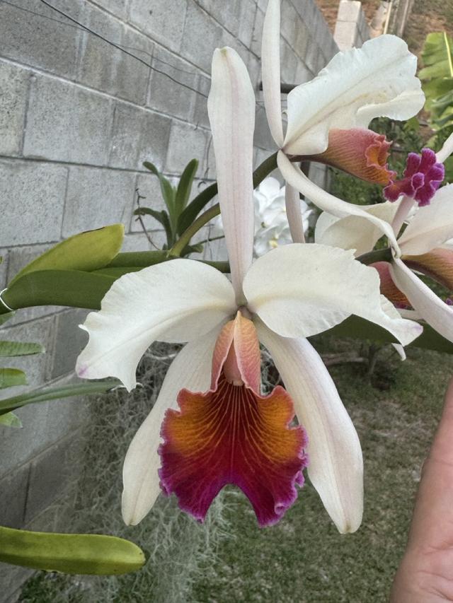 Cattleya Marilyn Lew