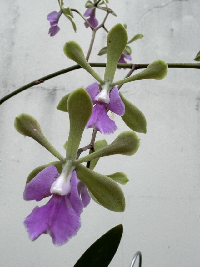 Epicyclia Serena O'Neill