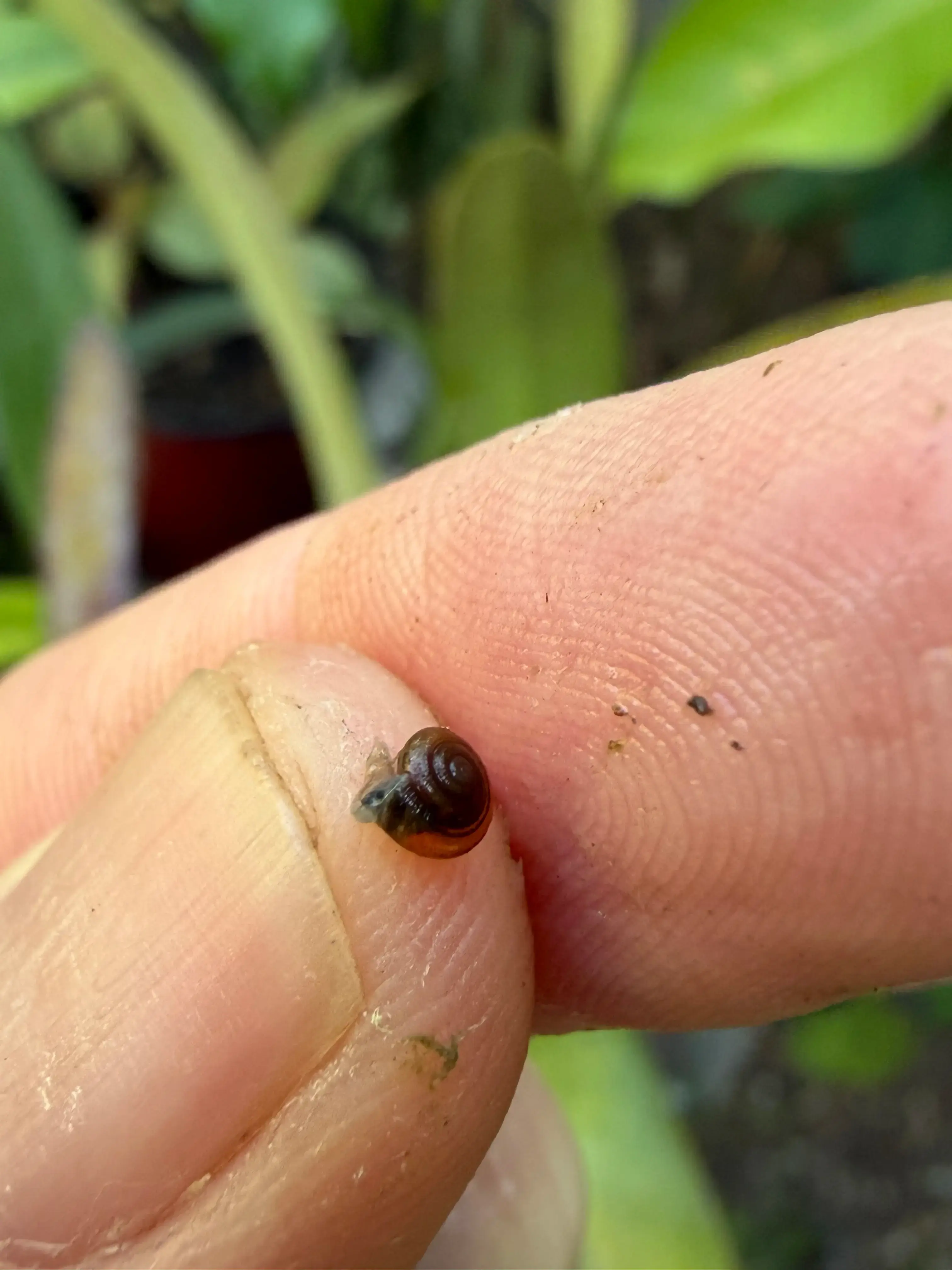 Hand pick the slugs and snails